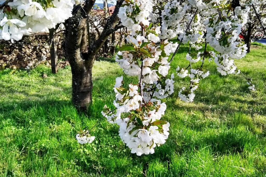 São Martinho de Antas A Tintureira 빌라 외부 사진