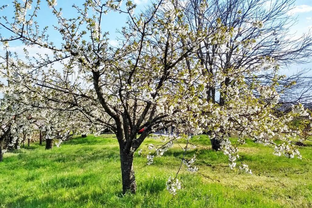 São Martinho de Antas A Tintureira 빌라 외부 사진